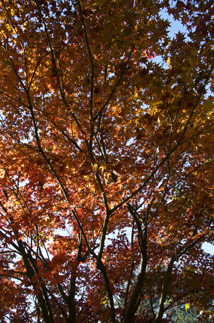 http://i.dcview.tw/gallery/201111/288879d240895d2429378bfdb1fceb58.jpg