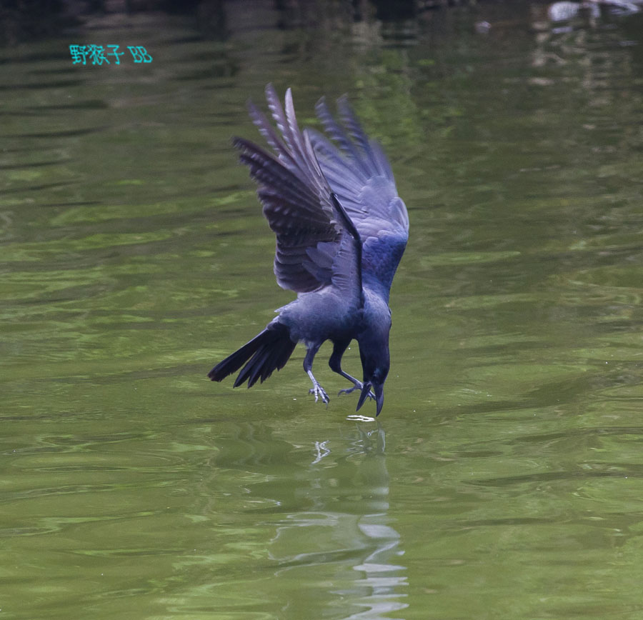 http://i.dcview.tw/gallery/201111/2a603a275e59bf420bc76fc4ffb60167.jpg