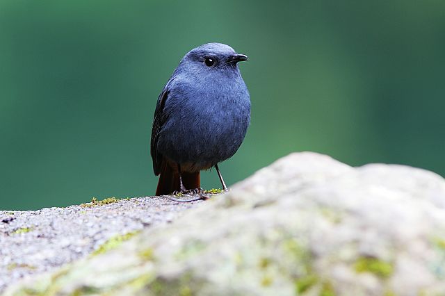 http://i.dcview.tw/gallery/201111/2a72c4640619559c92baab0a98e5d423.jpg