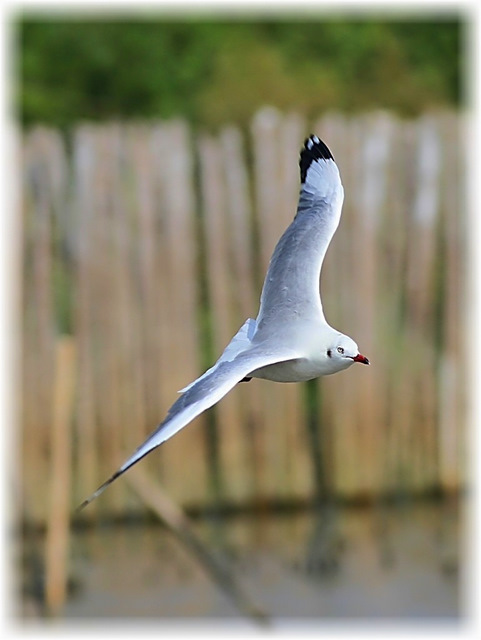 http://i.dcview.tw/gallery/201111/2ac0dfbb0de289ad1ce5bef92107ee9a.jpg