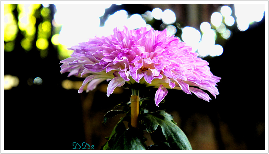 http://i.dcview.tw/gallery/201111/3c8b36a989f7778278b691f9e144d085.jpg