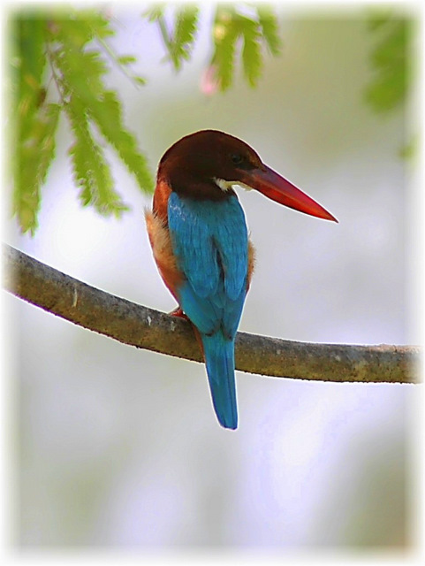 http://i.dcview.tw/gallery/201111/486361bce629fee5b9cb213773d3fbc1.jpg
