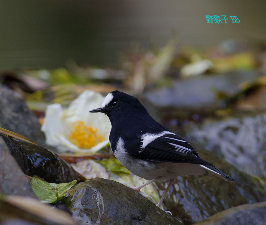 http://i.dcview.tw/gallery/201111/499a17c22d3ebabeb84d491f42a90151.jpg