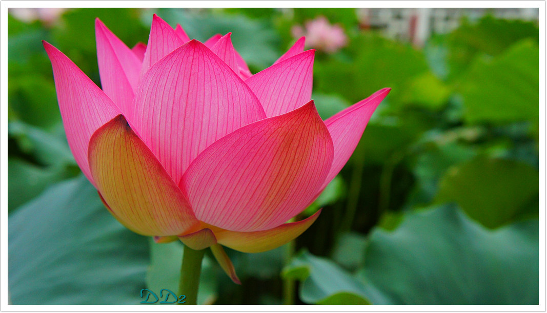 http://i.dcview.tw/gallery/201111/51cf7588d4cd8d84be0ee94100f154f9.jpg