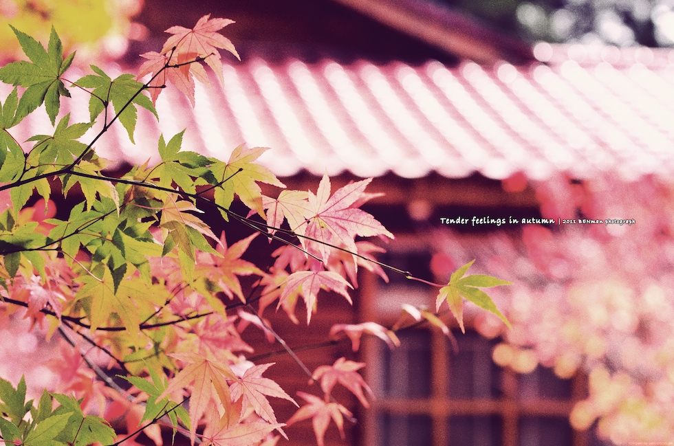 http://i.dcview.tw/gallery/201111/563197b68c12a8691118d159d470e891.jpg