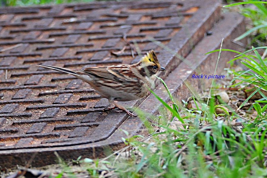 http://i.dcview.tw/gallery/201111/593b0d213b41a7a1077e644cad45f59f.jpg