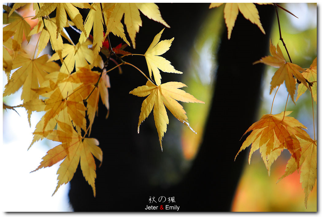 http://i.dcview.tw/gallery/201111/5b29ca2c84dbc9520e54de4157b39ad5.jpg