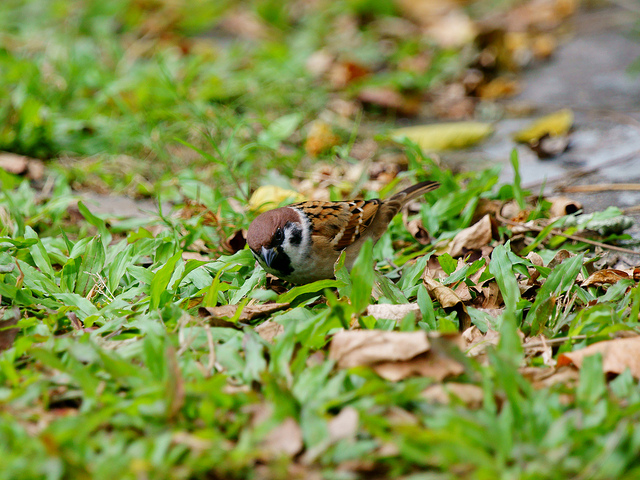 http://i.dcview.tw/gallery/201111/61ccaeeebb436d017c31fd523d5da525.jpg