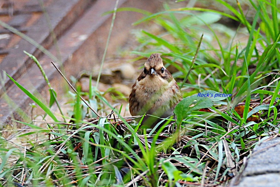 http://i.dcview.tw/gallery/201111/645ed5ba064ed1e43c1a6518d566822e.jpg