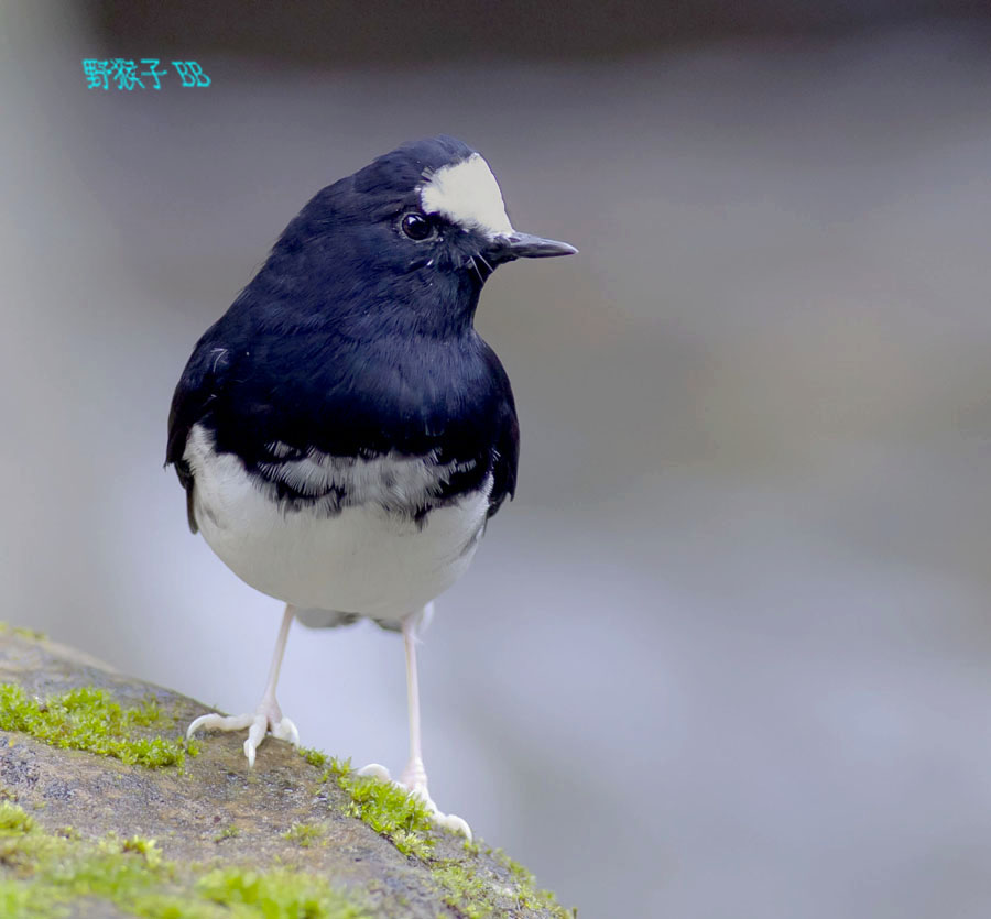 http://i.dcview.tw/gallery/201111/6c22c473d45867af9c9b12508b052cd5.jpg