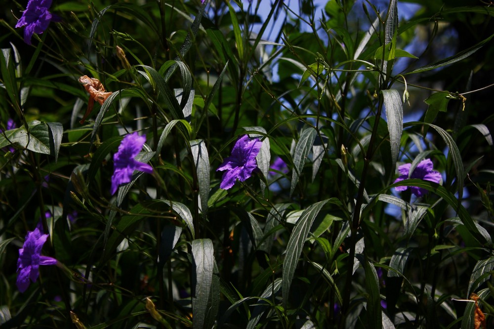 http://i.dcview.tw/gallery/201111/6f6565690570148f35e872361e7e4ec3.jpg