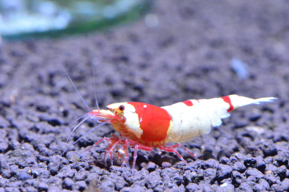 http://i.dcview.tw/gallery/201111/700b2d27933704152337c70cf2286ab5.jpg