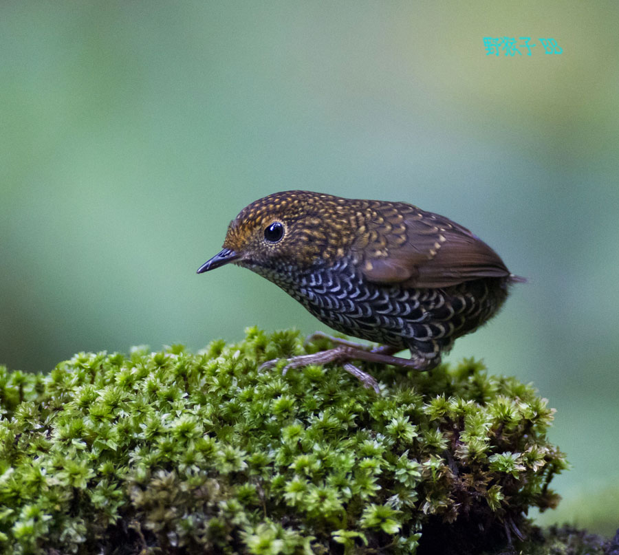 mainImg