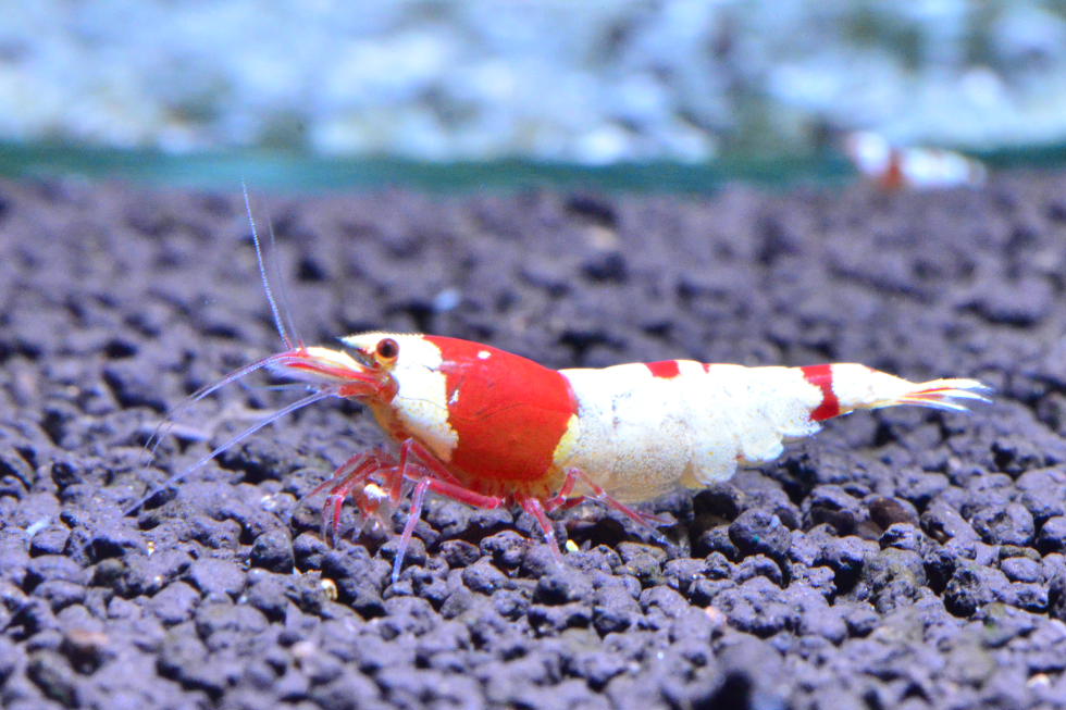 http://i.dcview.tw/gallery/201111/7e65b7f49c40dd96bfce8aebe3126a7f.jpg