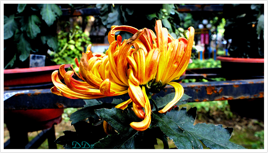 http://i.dcview.tw/gallery/201111/7f67986deb525a43ceab23e00c00334c.jpg