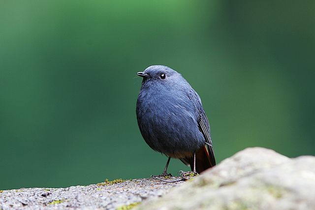 http://i.dcview.tw/gallery/201111/849f0f523a9c722629174577fcbd9319.jpg