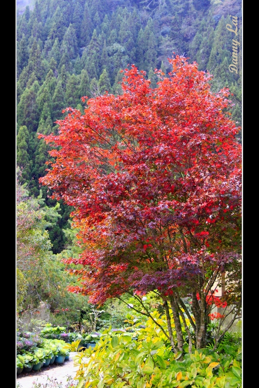 http://i.dcview.tw/gallery/201111/8be18335aeb38f525c7ea1cd44625dc8.jpg