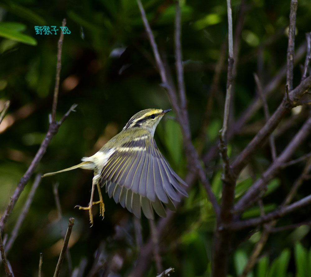 http://i.dcview.tw/gallery/201111/8f2d66bb741aaae899c10a1828389431.jpg
