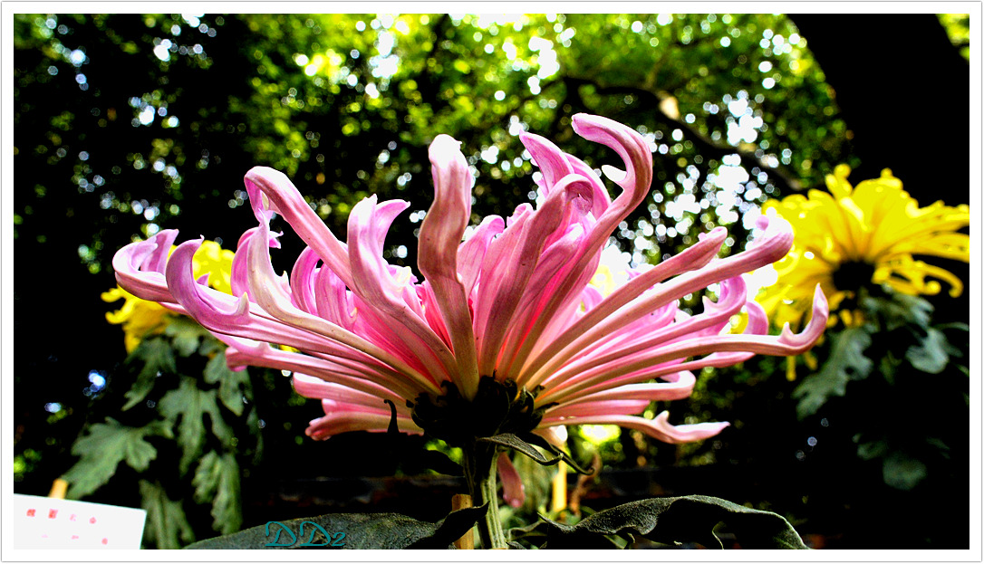 http://i.dcview.tw/gallery/201111/930fbae50d834ff7e7fd273aa7f3bdc7.jpg