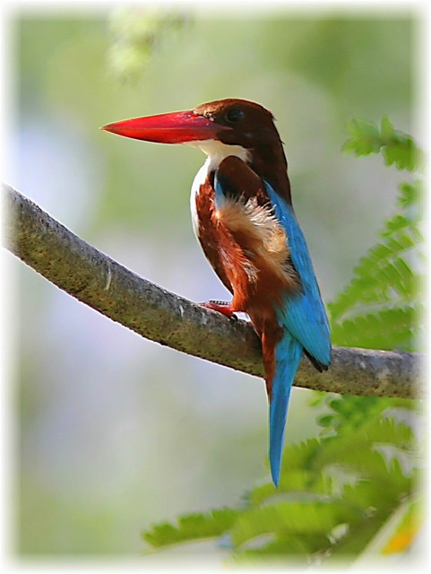 http://i.dcview.tw/gallery/201111/9847a6bf1d43641e0689e5e2abd3092f.jpg