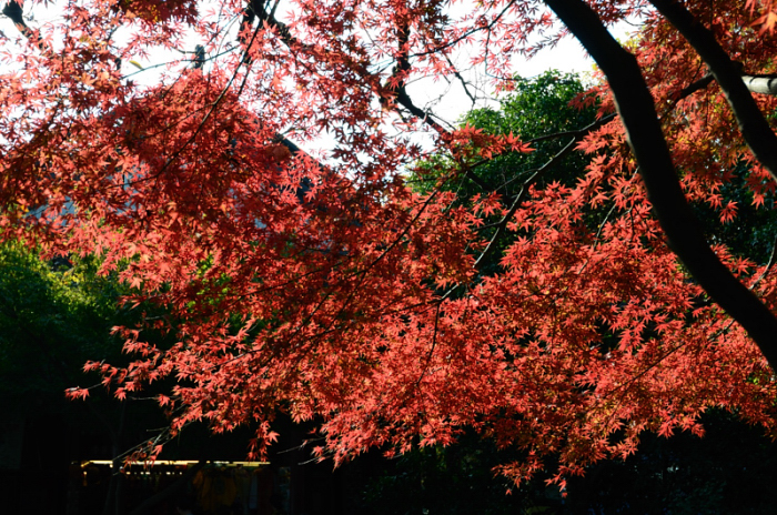 http://i.dcview.tw/gallery/201111/9fe8b53307a601983b8d06357169423f.jpg