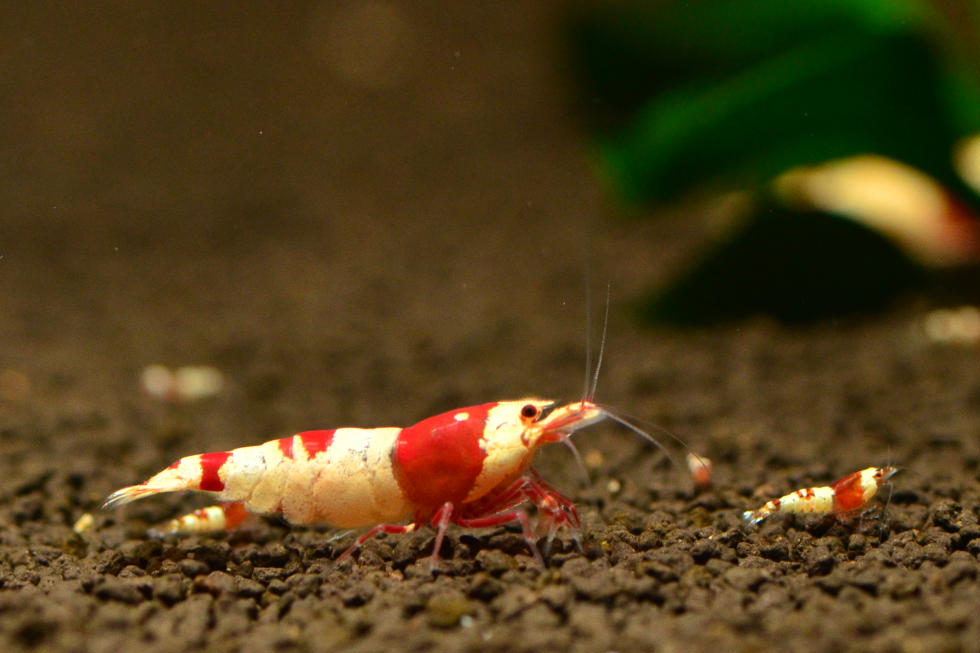 http://i.dcview.tw/gallery/201111/a531241acd460f89fe9de8a1c4d54cb1.jpg