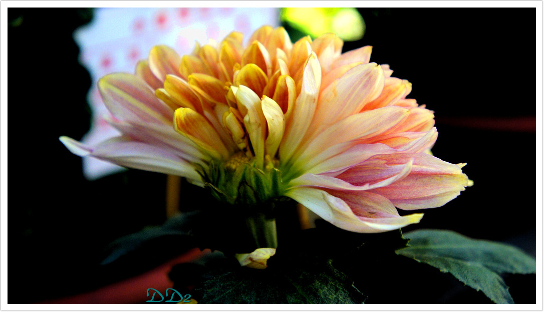 http://i.dcview.tw/gallery/201111/ae7f6ea087a030649f4d3619a9d39897.jpg
