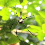 生態習拍-6隻腳的蜘蛛