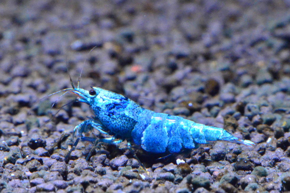 http://i.dcview.tw/gallery/201111/b841e3a169be7b1d2189f9854d35c6a2.jpg