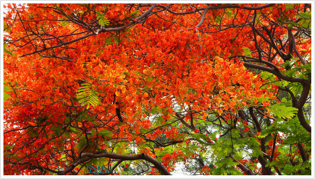 http://i.dcview.tw/gallery/201111/bdbd1680f08f5f0eb266247cbc7ae01c.jpg