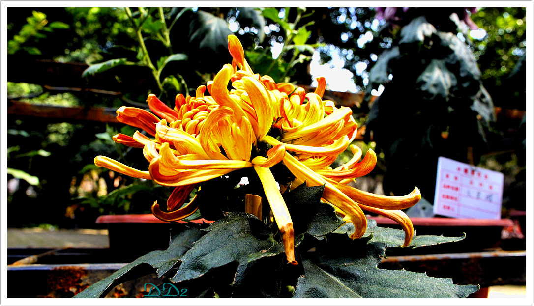 http://i.dcview.tw/gallery/201111/be5d081cf51db4d26f7a5bef7dce54ad.jpg