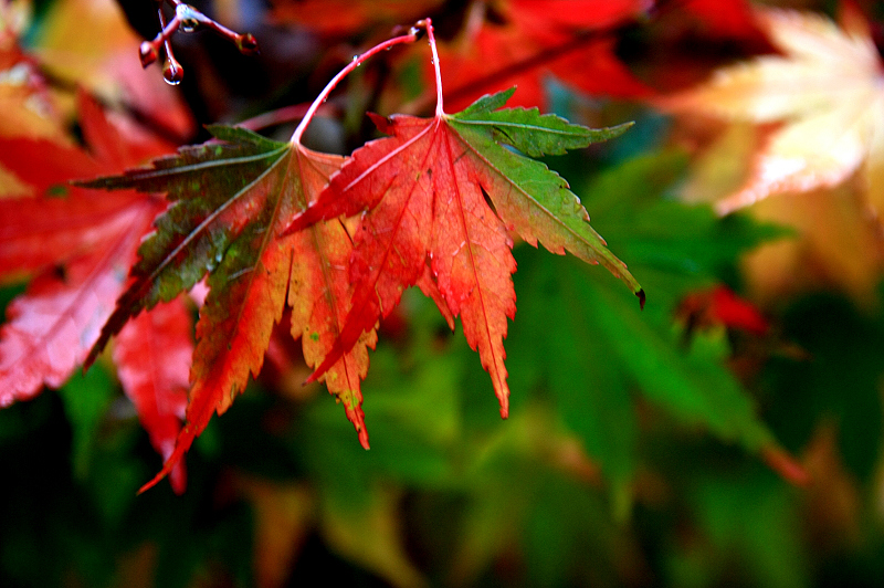 http://i.dcview.tw/gallery/201111/c4af8b42931be676a9721bc02eb88913.jpg