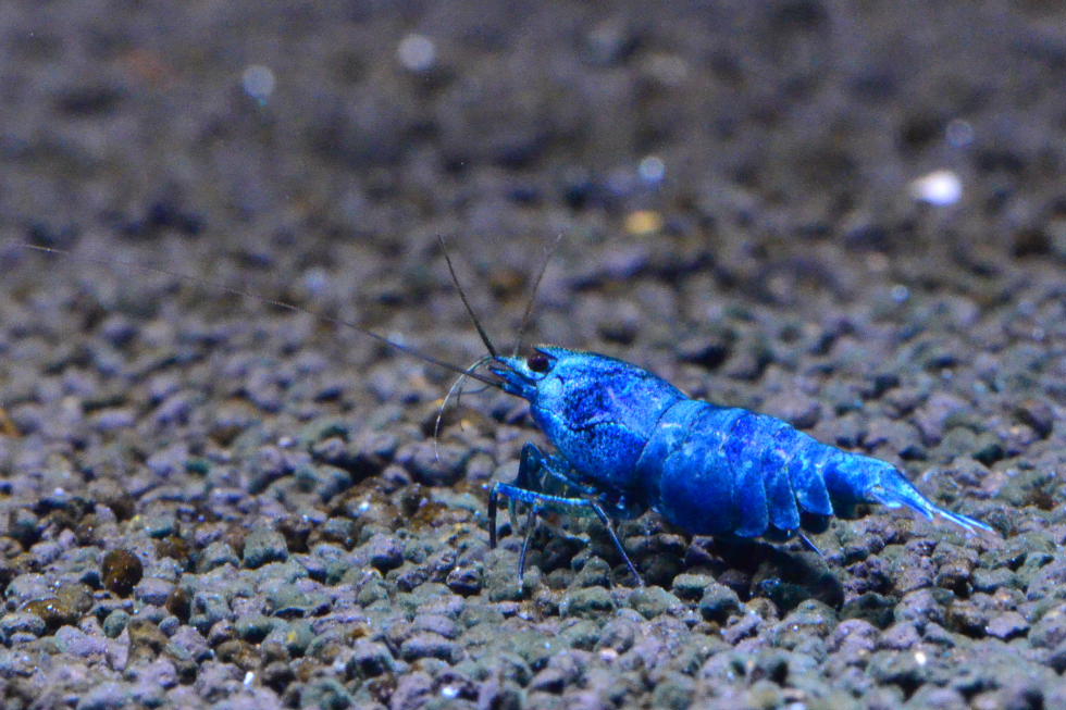 http://i.dcview.tw/gallery/201111/cfa8977f32ab521d7f50aea4c2c74712.jpg