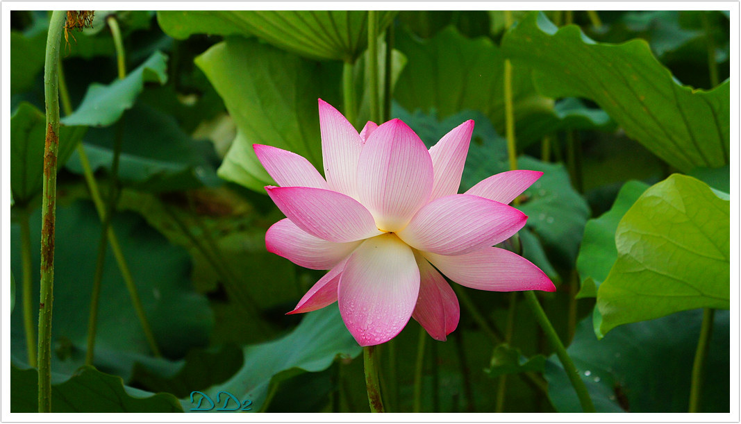 http://i.dcview.tw/gallery/201111/d374ee081b943301c09894a2e46a4b9e.jpg