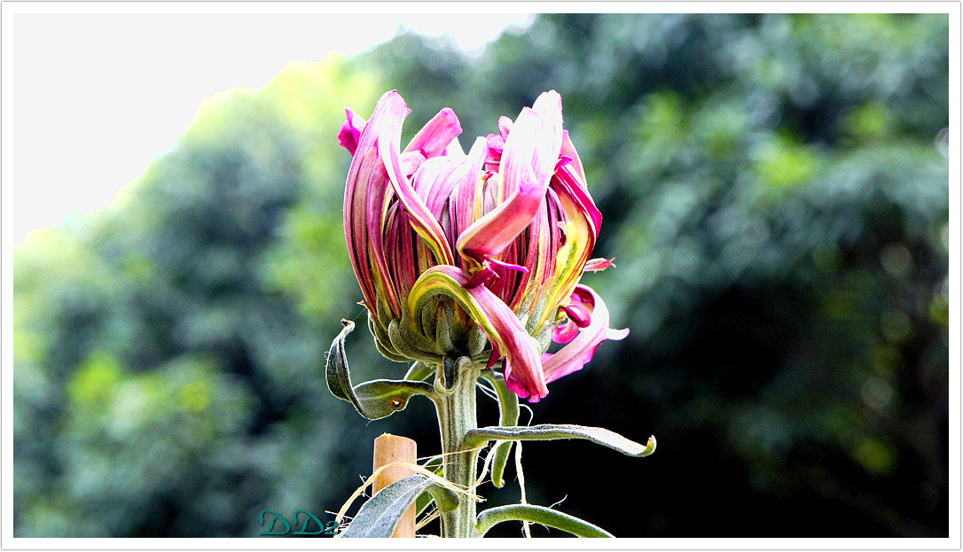 http://i.dcview.tw/gallery/201111/dc492b5cad194cb17344b7c210c85a32.jpg