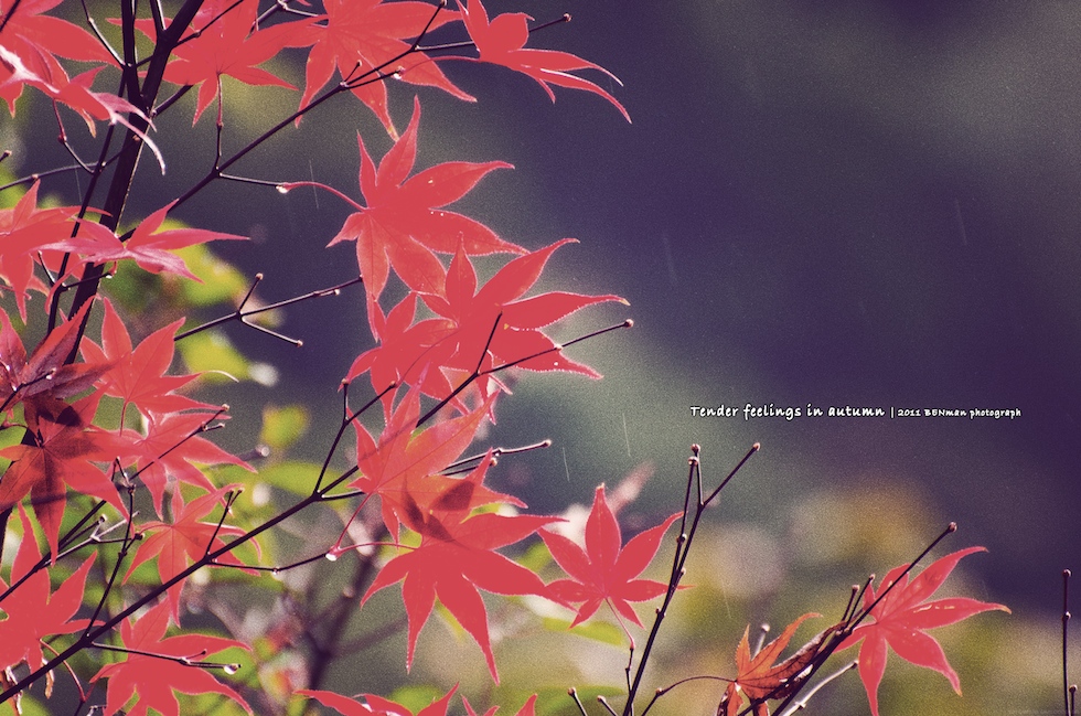 http://i.dcview.tw/gallery/201111/dcf3f33bf7d76b2f99ca13d72422fa25.jpg