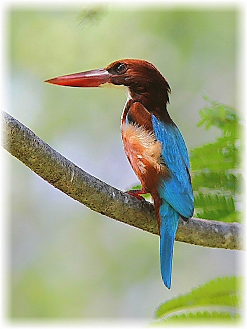 http://i.dcview.tw/gallery/201111/e123a77ad1e3c0dff15425a587c4d9a0.jpg