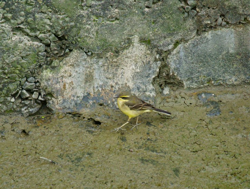 http://i.dcview.tw/gallery/201111/ed2f71935f9c11a75e0064bc63ab1f27.jpg