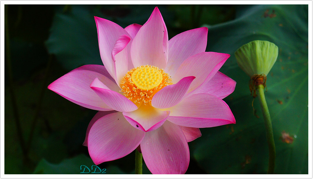 http://i.dcview.tw/gallery/201111/eea92a44d67bd60f230a8aa424b58cf6.jpg