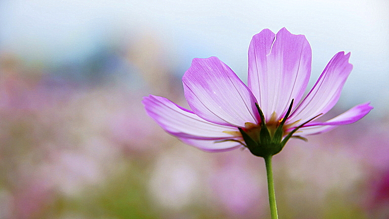 http://i.dcview.tw/gallery/201111/f12aa20bf6d6685a2df52dad2ae32267.jpg