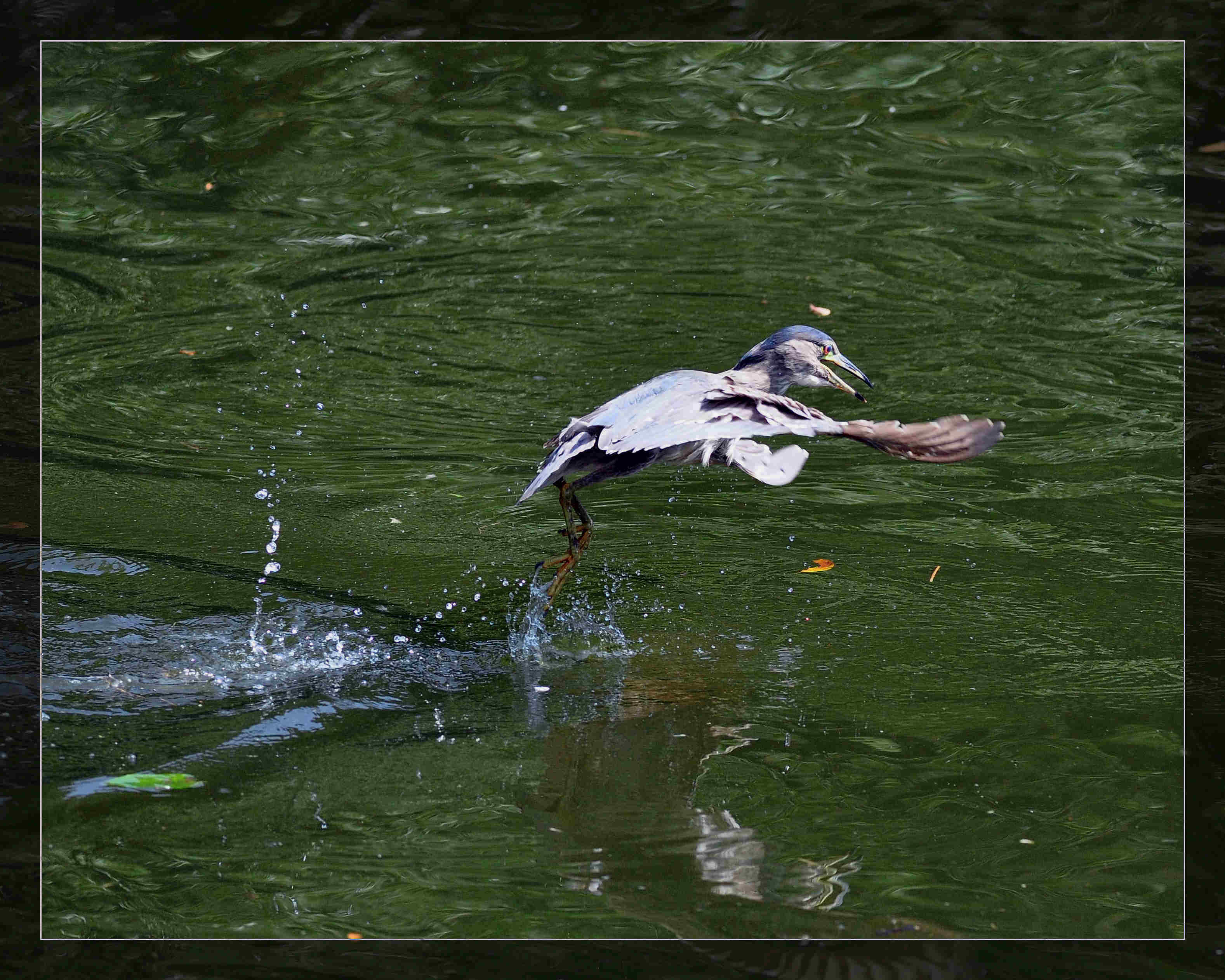 http://i.dcview.tw/gallery/201112/0c60e110b1ffece3d09f28ed20601655.jpg