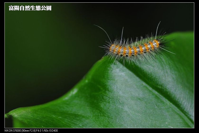 http://i.dcview.tw/gallery/201112/15ea2f8c69cebce9c79e359080b13bc0.jpg