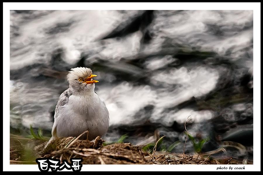 http://i.dcview.tw/gallery/201112/18680f6c2224dd6b408e86a801201f87.jpg
