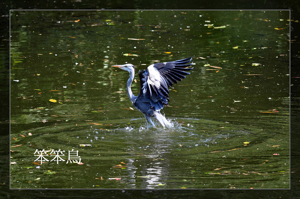 http://i.dcview.tw/gallery/201112/1c6ad1f162c9cb2dd9659cba8df08662.jpg