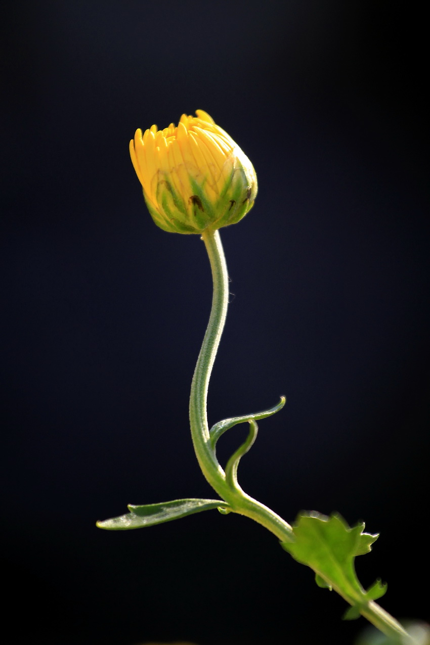 http://i.dcview.tw/gallery/201112/1d5323400772e9029715b254379ec578.jpg