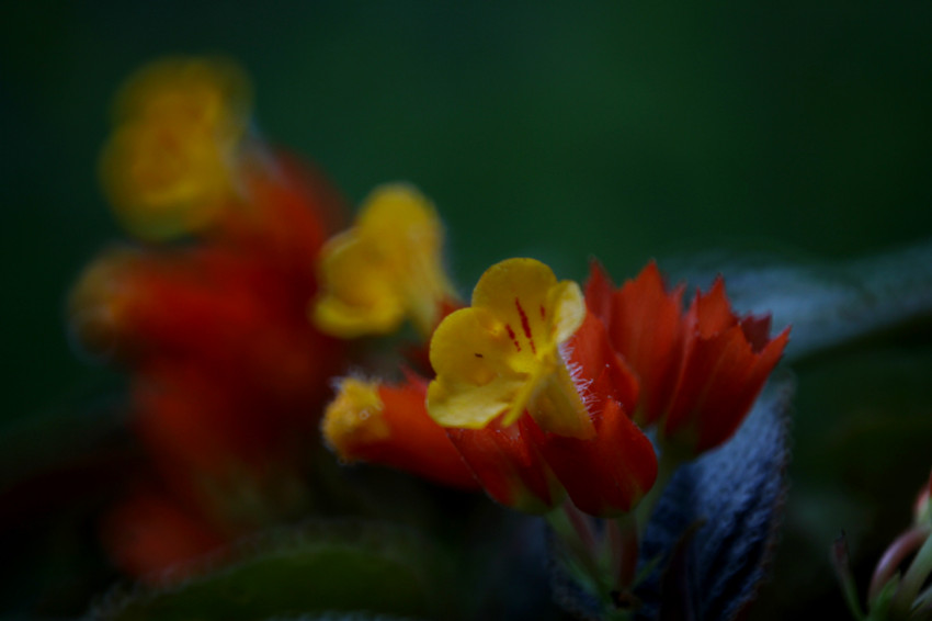 http://i.dcview.tw/gallery/201112/1fcd4bac770d7fe7aa08164e75c43719.jpg
