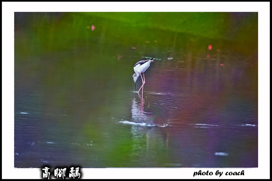 http://i.dcview.tw/gallery/201112/25ea2f463ed053aec496e746f5e884d0.jpg