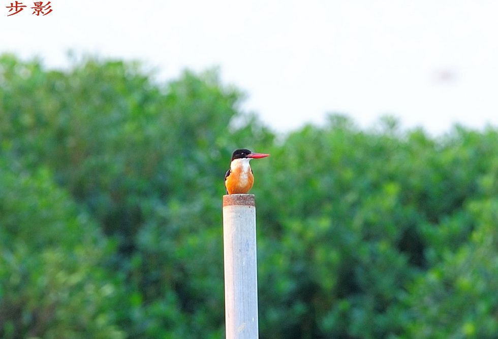 http://i.dcview.tw/gallery/201112/28111fdd863cc933162eff4c2f9cebd0.jpg