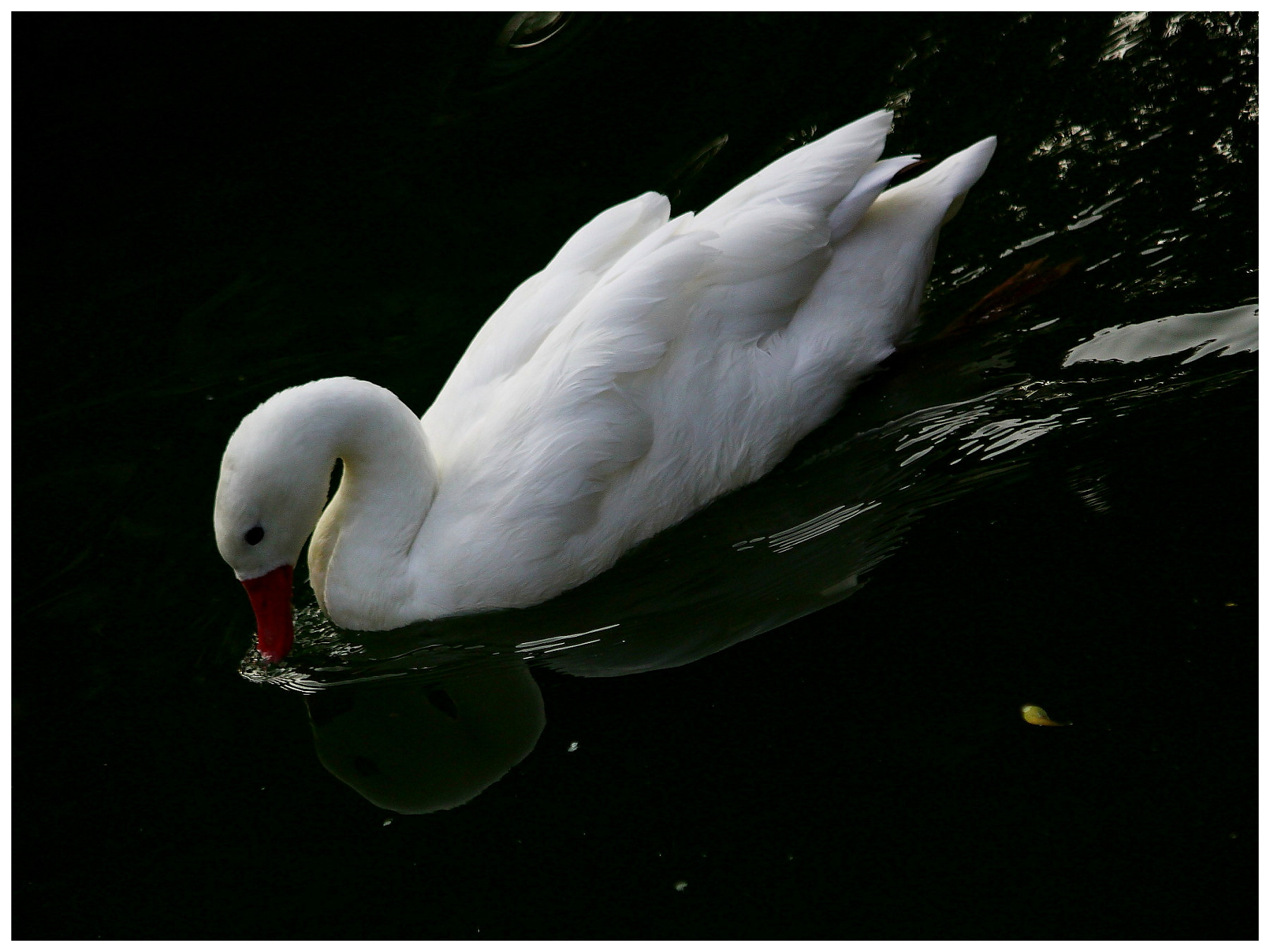 http://i.dcview.tw/gallery/201112/2d478a8b1d95b356ab2e9ab16f89e069.jpg