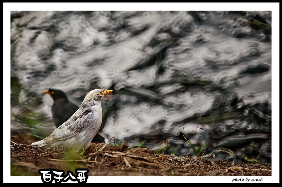 http://i.dcview.tw/gallery/201112/32d03b0c0282dade363ce2e87432796f.jpg